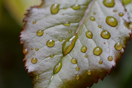 Biology dark green daylight