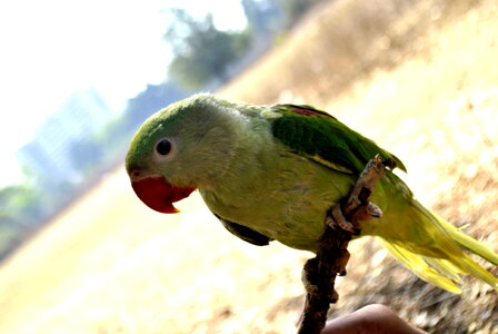 Green Parrot Branch