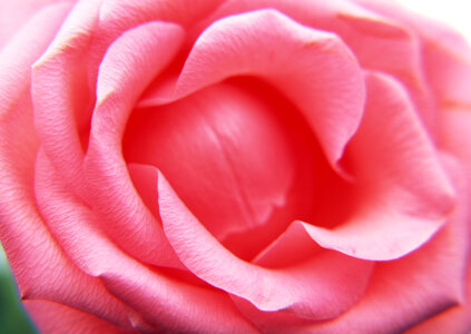 Close up of the center of a pink rose flower photo