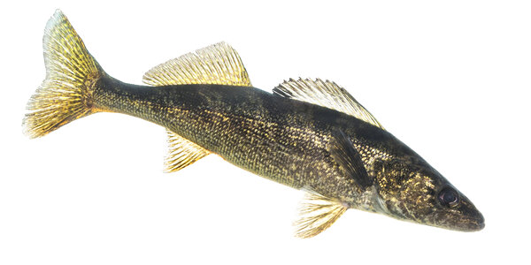 Walleye-2 photo