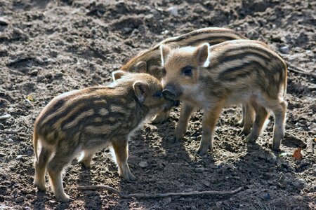 Forest nature little pig