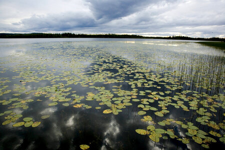 Waterlilies on lake at Tetlin National Wildlife Refuge photo