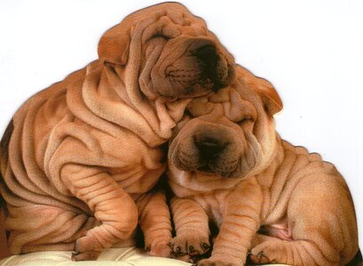 Animal elderly pleated