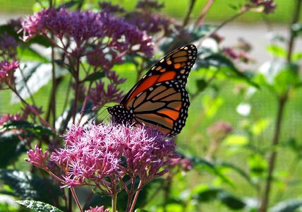 Insect wings bug photo