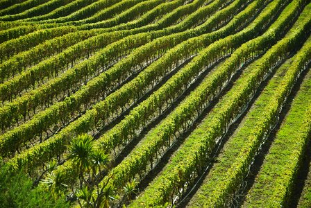 Field landscapes nature