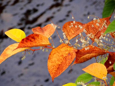 Plant colorful leaf