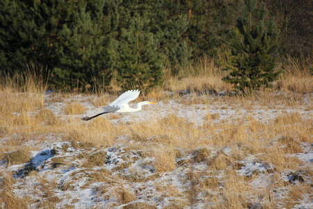 White heron gliding through the air photo