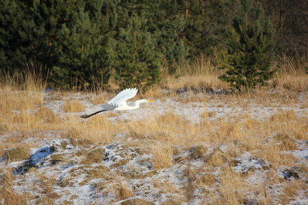 White heron gliding through the air