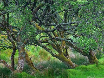 Ancient passing tree