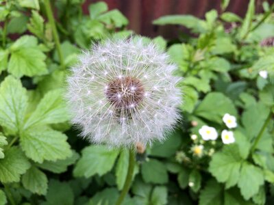 Plant flower dandelion