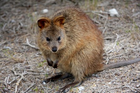 Quokka setonix brachyurus australia