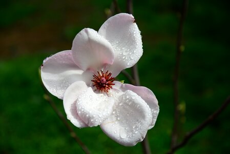 Magnolia white flower petals photo