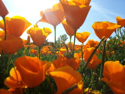 Poppy fields plants