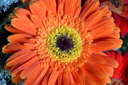 Orange Daisy Aster Flower