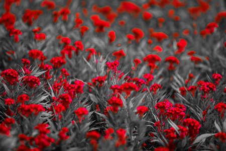 Red Flowers on monochrome field