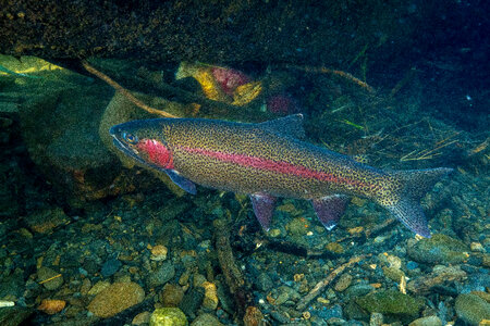 Rainbow trout-1