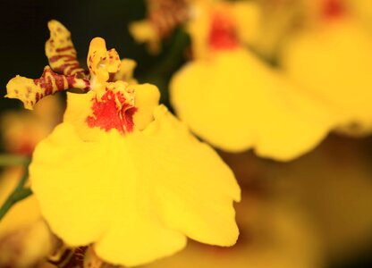 Beautiful Flowers biology blooming