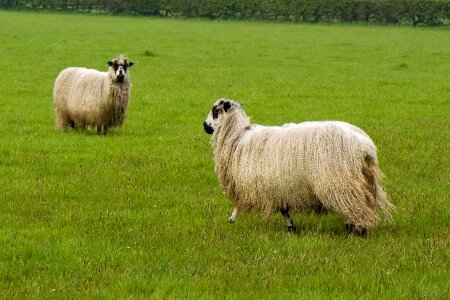 Pasture grass farm