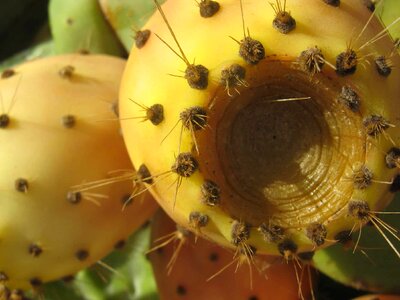 Cactus daylight desert