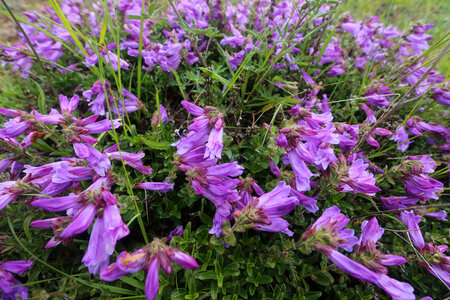 Cardwell's penstemon 