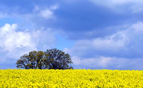 Agriculture beautiful flowers blooming photo