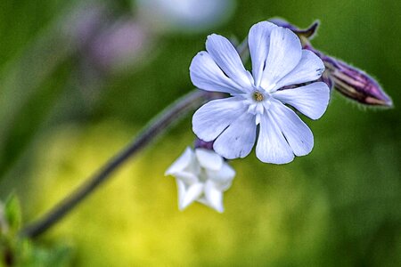 Beautiful beautiful flowers beautiful photo