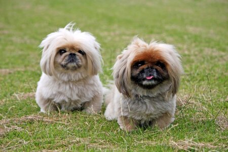 Animal pet small
