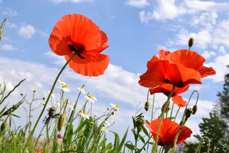 Beautiful Flowers blooming blossom