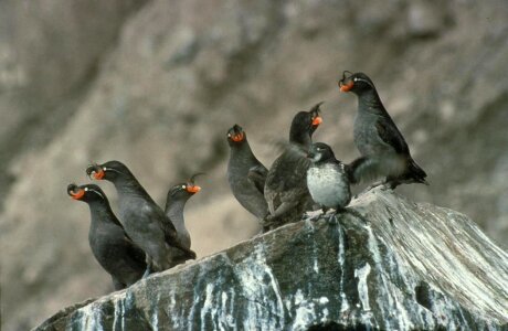 Aethia Cristatella bird cliff