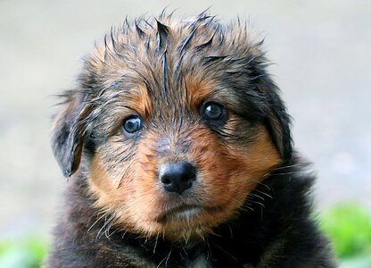 Baby sweet dog puppy