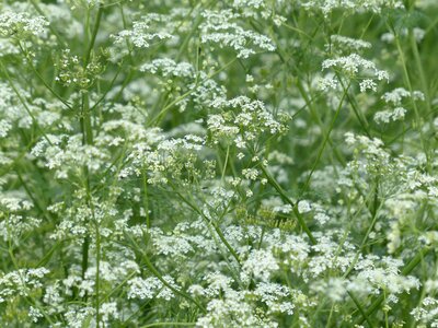 White meadow wild temulum photo