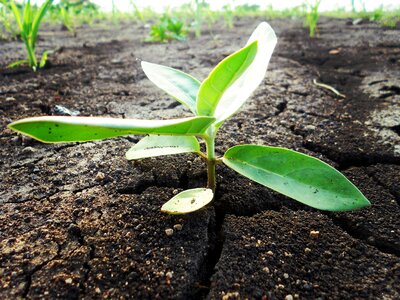 Green plant agriculture