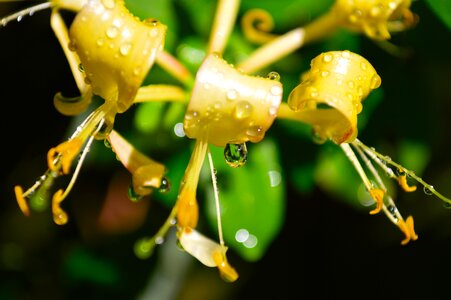 Plant floral blossom