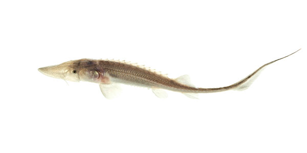 Juvenile pallid sturgeon yearling-2 photo