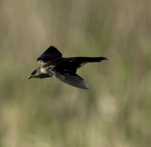 Brown Headed Cowbird in flight