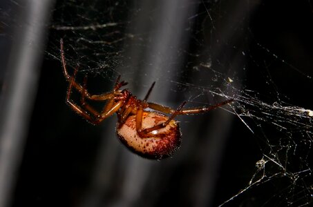 Animal arthropod bug