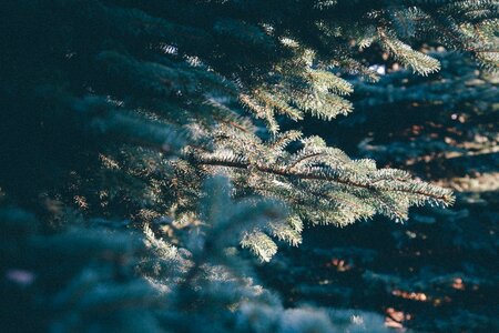 Frost sunlight morning photo