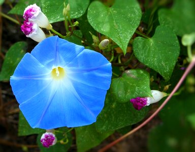 Vine heavenly blue bloom photo