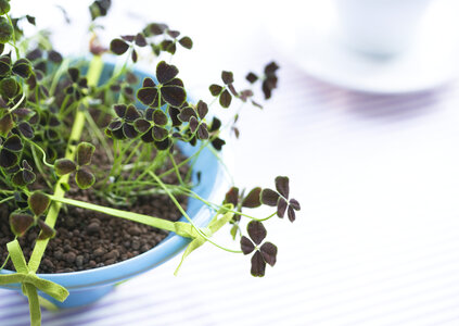 Indoor plant in vase photo