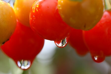Tomatoes Garden photo