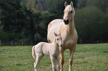 White farm domestic