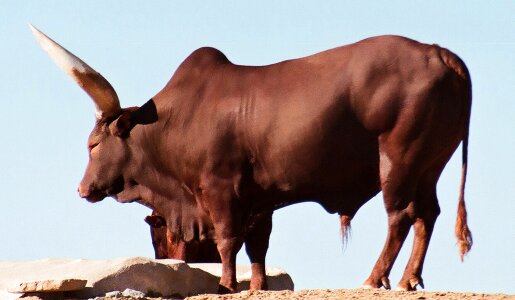 Ox bull longhorn photo