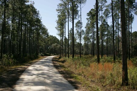 Pine plantation road