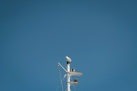 Seagull on the Top