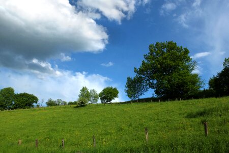 Trees summer meadow