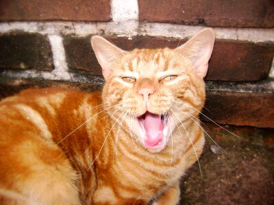Language animal yawn