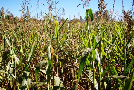 Farm agriculture field photo