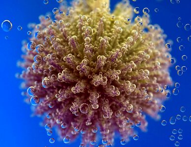 Detail herb macro