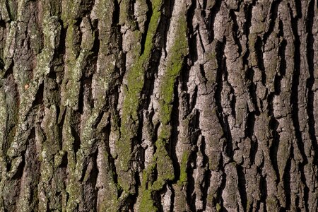 Old oak bast shed bark