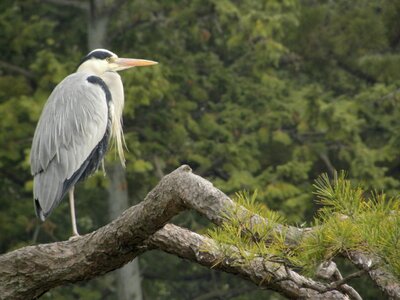 Pond bird heron